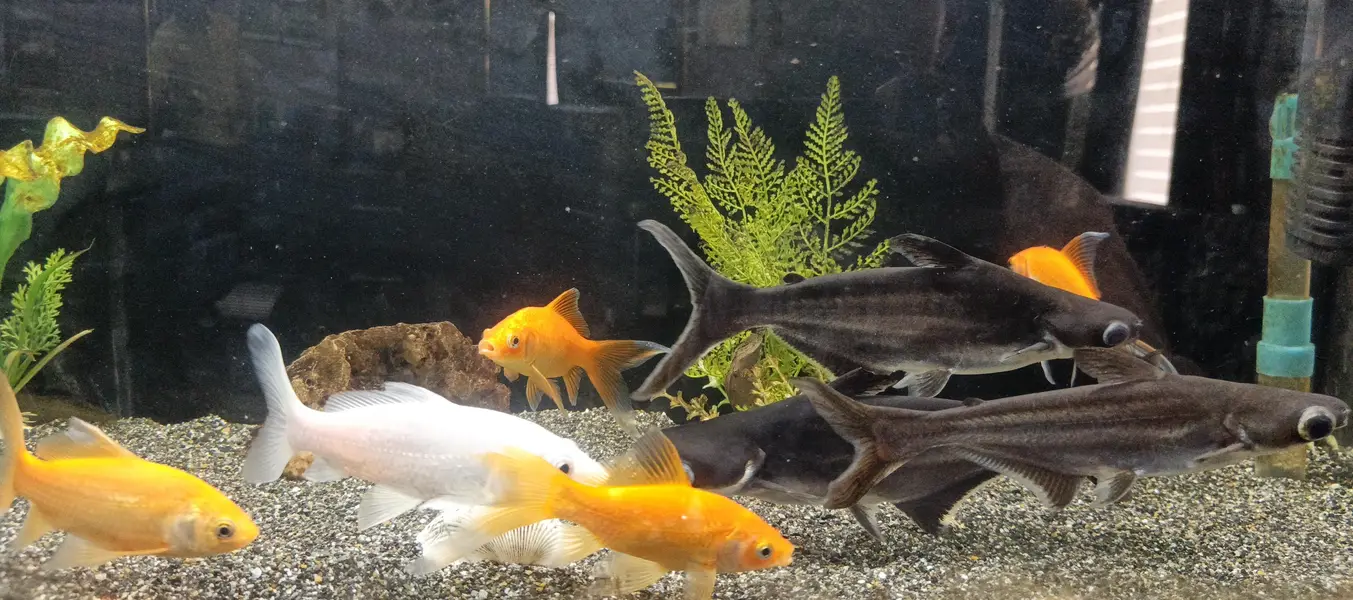 fishes — photo 6