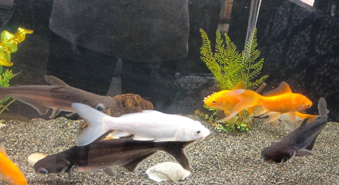 fishes 6