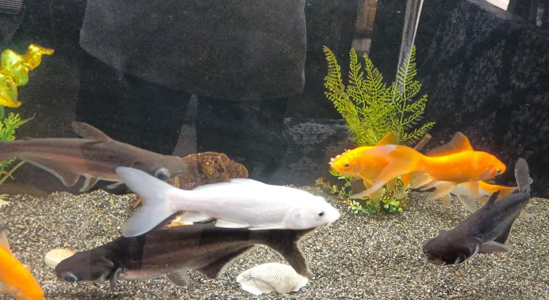 fishes — photo 7