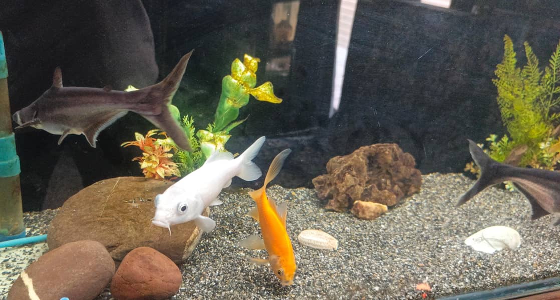fishes 7