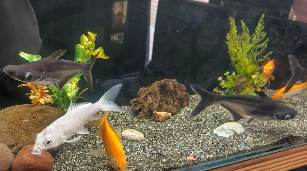 fishes — photo 9
