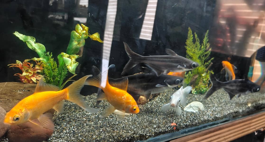 fishes 9