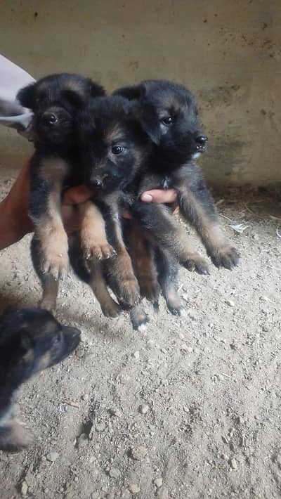 German shepherd puppies