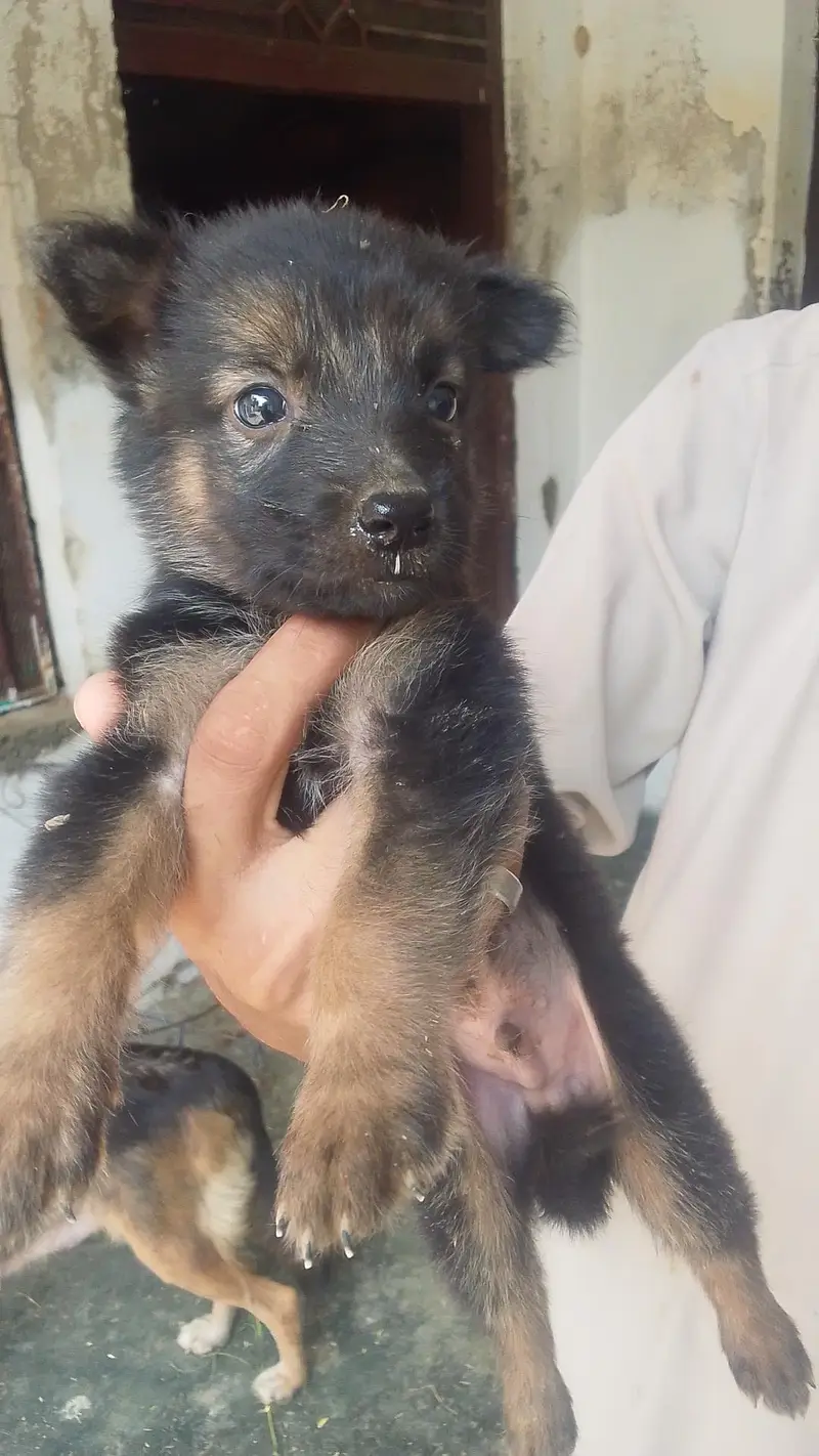 German shepherd puppies — photo 2