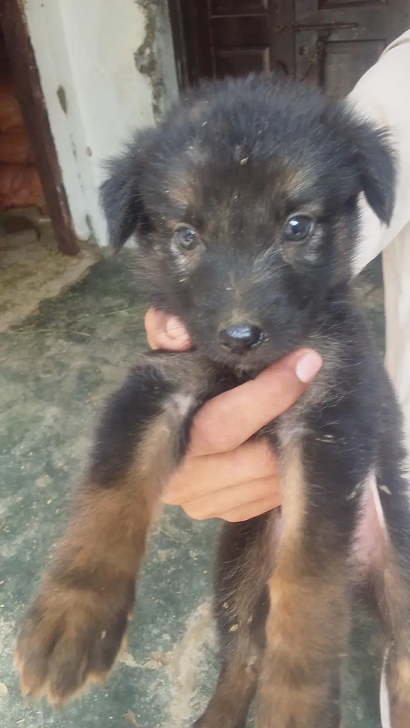 German shepherd puppies — photo 3