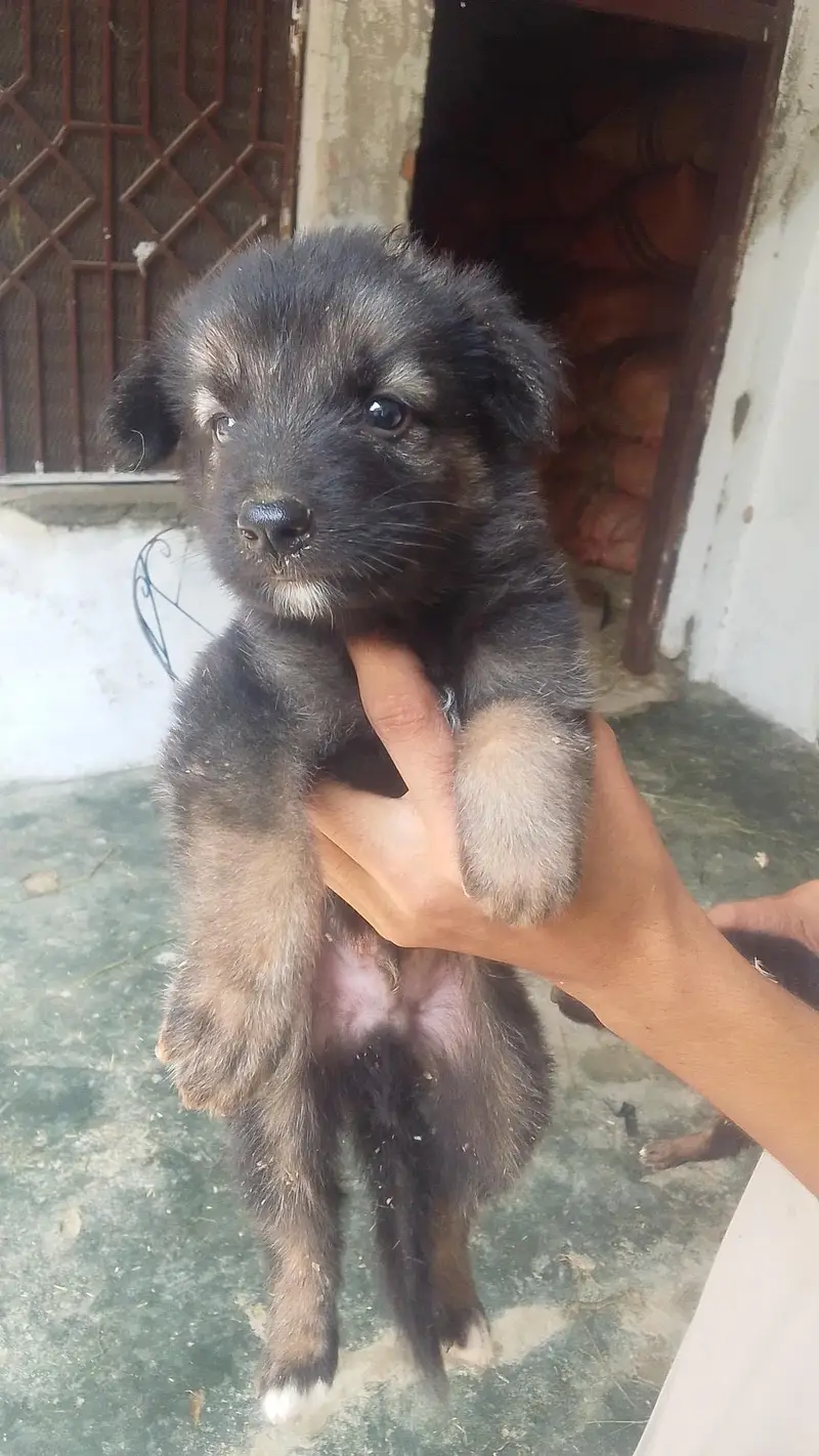 German shepherd puppies — photo 4