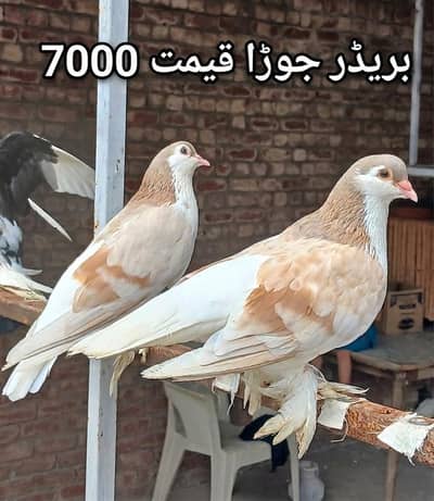 breeder pair