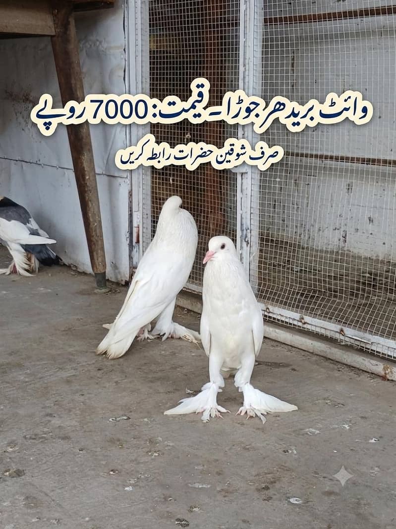 breeder pair 1