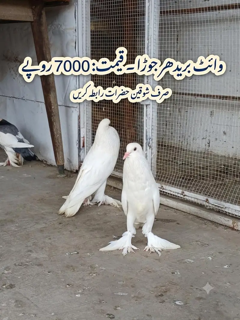 breeder pair — photo 2