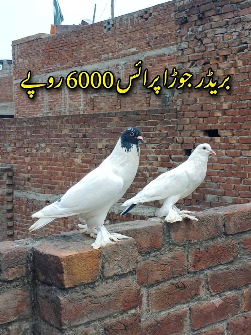 breeder pair 3