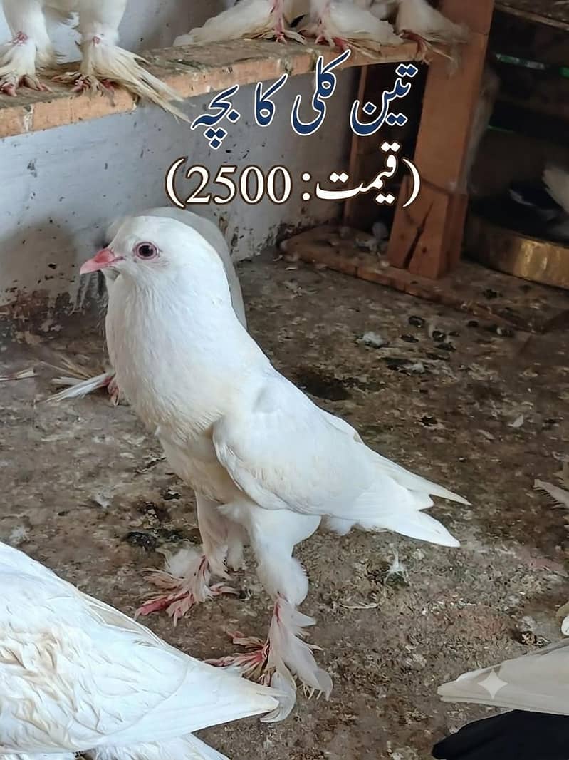 breeder pair 9