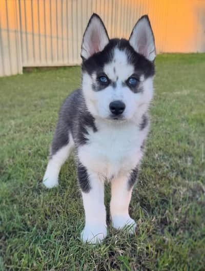 Siberian husky puppies for sale dog