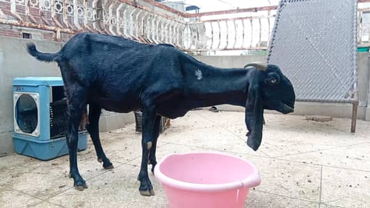 Desi Bakri