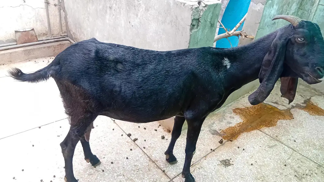 Desi Bakri — photo 2