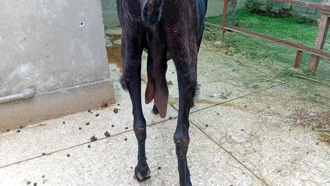 Desi Bakri — photo 3