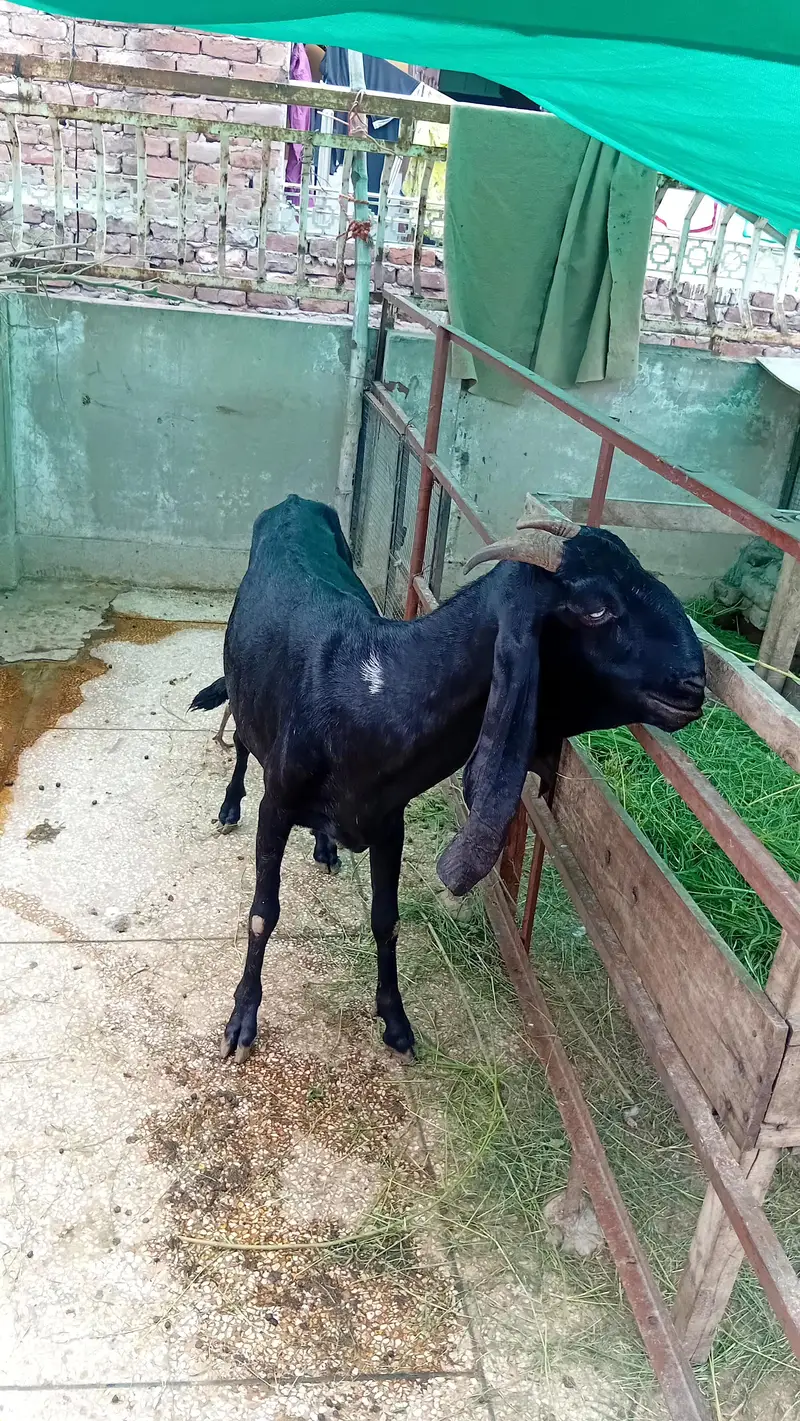 Desi Bakri — photo 5