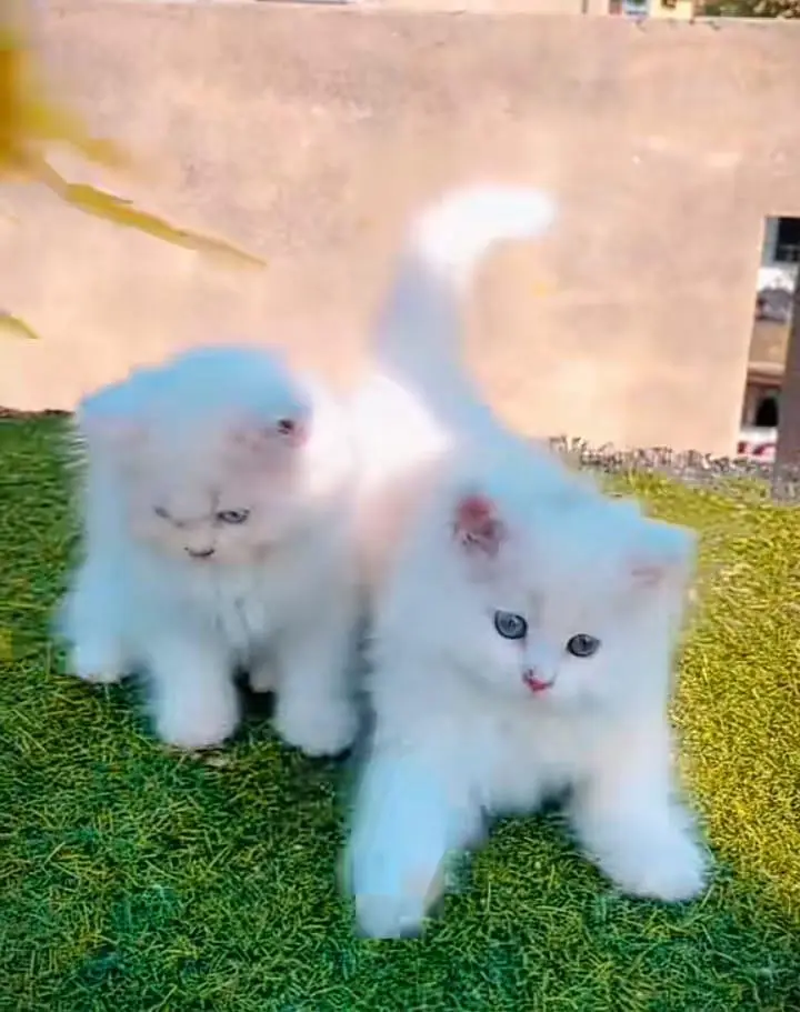 Persian] Kittens triple] For sale Whatsapp O32124O54O9 — photo 2