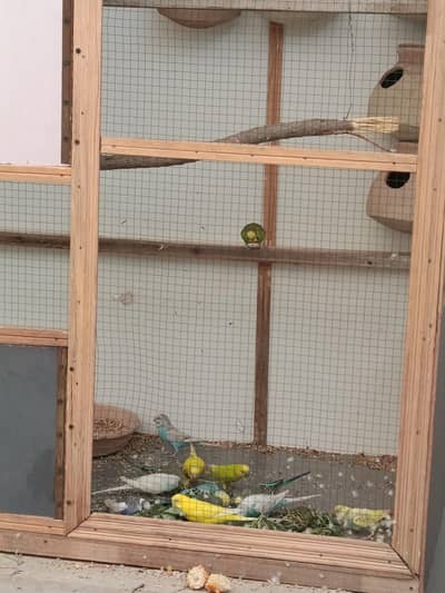 Budgies Australian Parrot