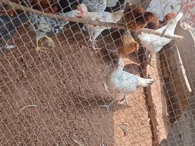 Healthy active golden misri hens