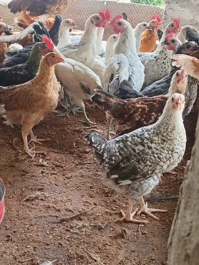 Healthy active golden misri hens — photo 2