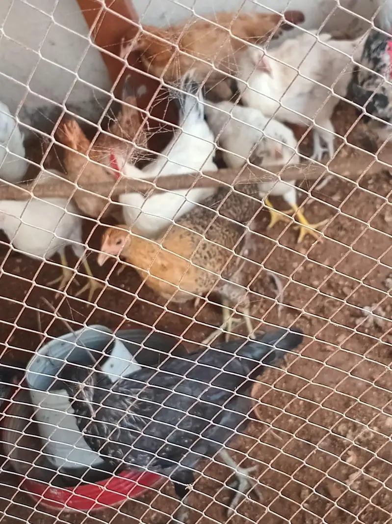 Healthy active golden misri hens — photo 3