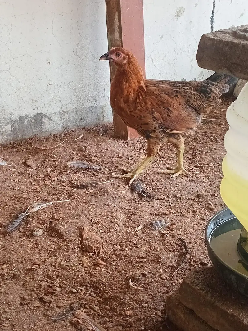 Healthy active golden misri hens — photo 4