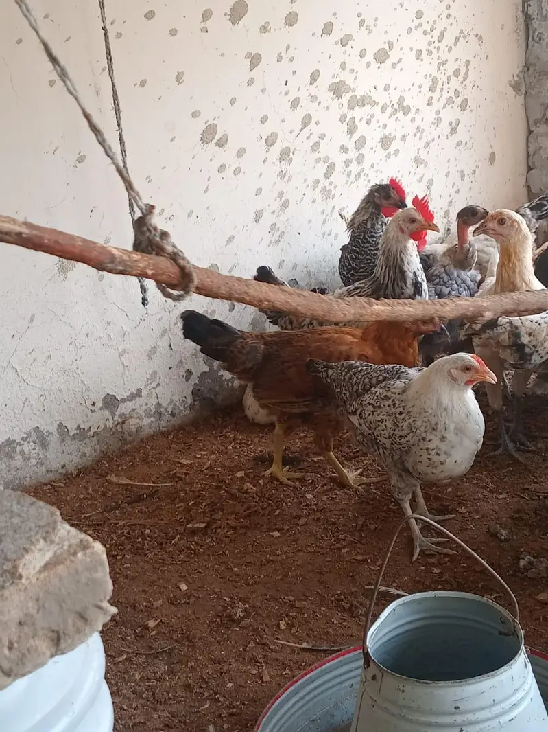 Healthy active golden misri hens — photo 5