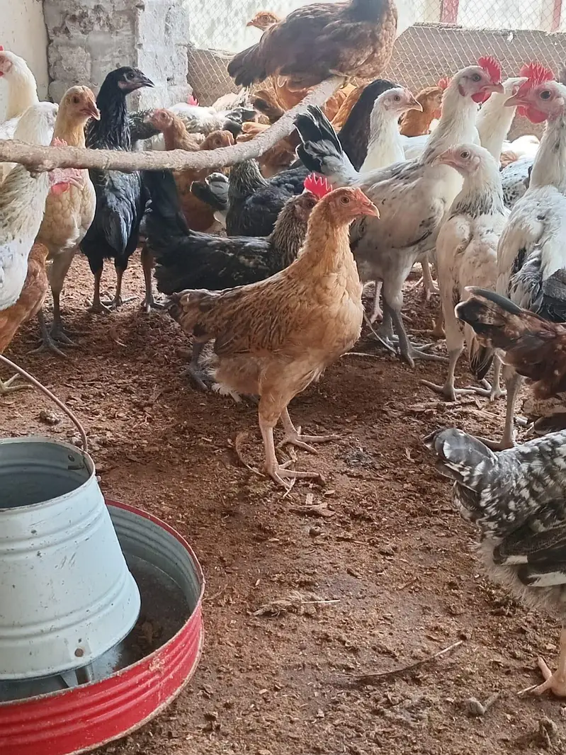 Healthy active golden misri hens — photo 6