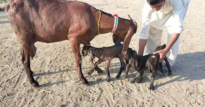 3 bacchon wali bakri for sale call+0322_8067847 — photo 3