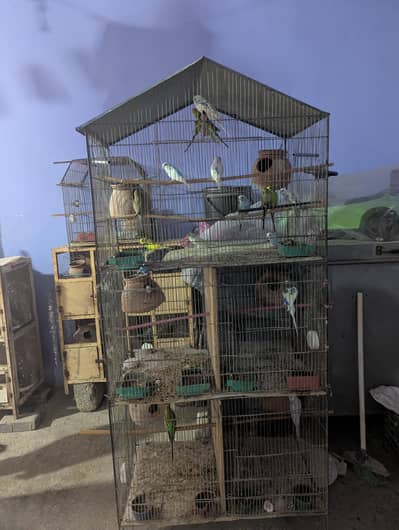 Whole Colony Budgies For Sale