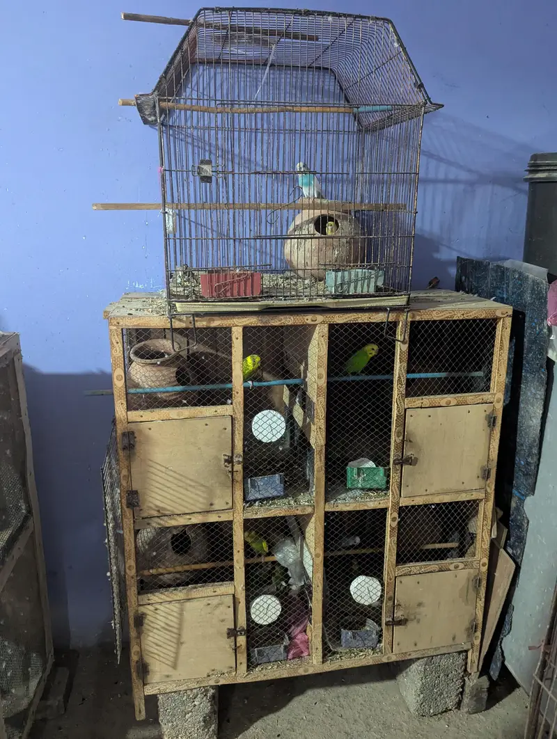 Whole Colony Budgies For Sale — photo 2