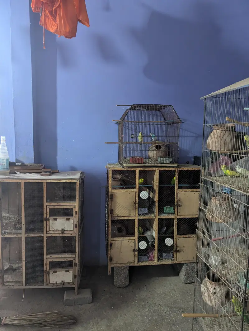 Whole Colony Budgies For Sale — photo 3