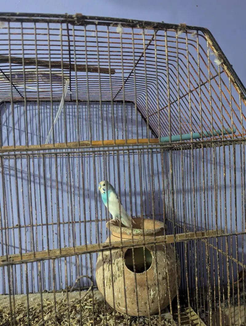 Whole Colony Budgies For Sale — photo 4