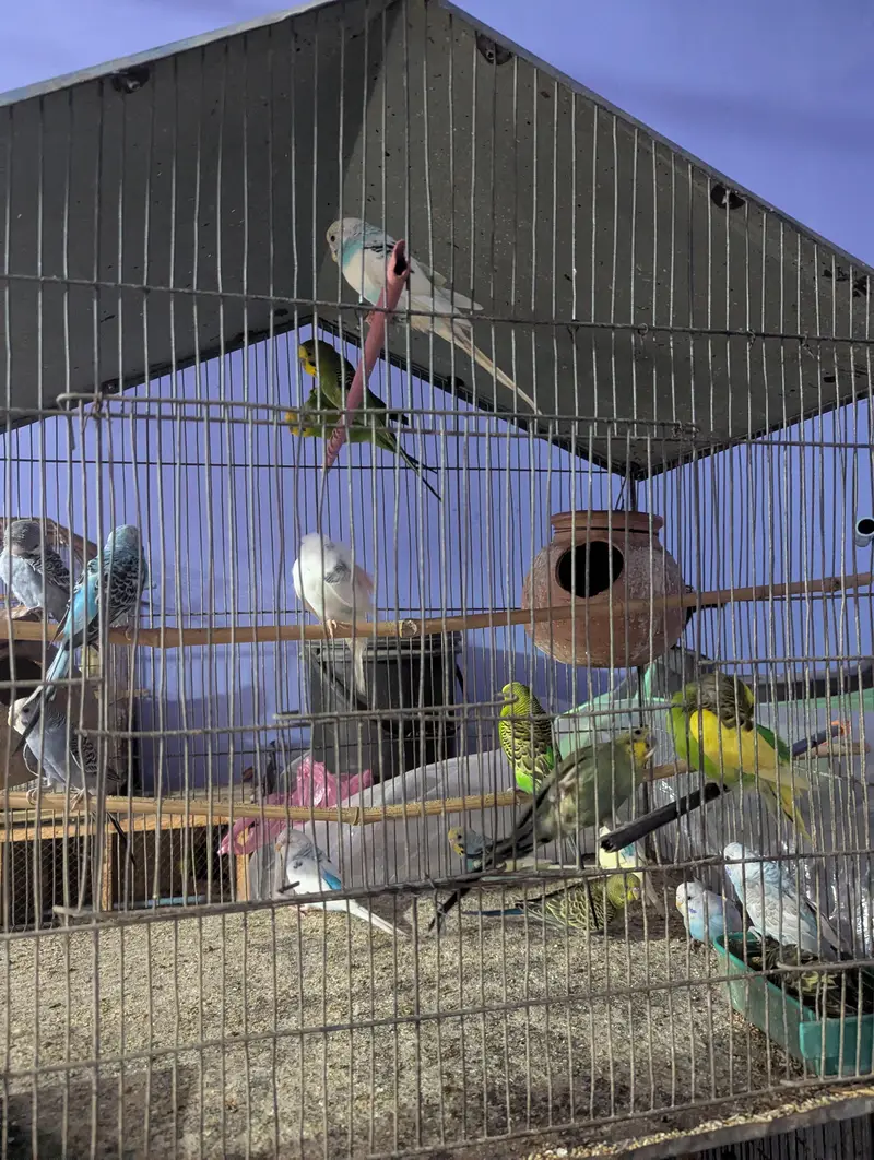 Whole Colony Budgies For Sale — photo 5