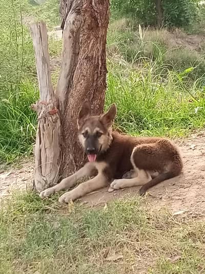 working line gsd