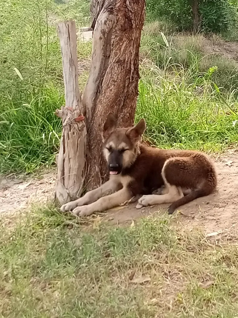 working line gsd — photo 2
