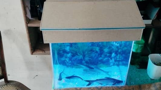 blue sharks 