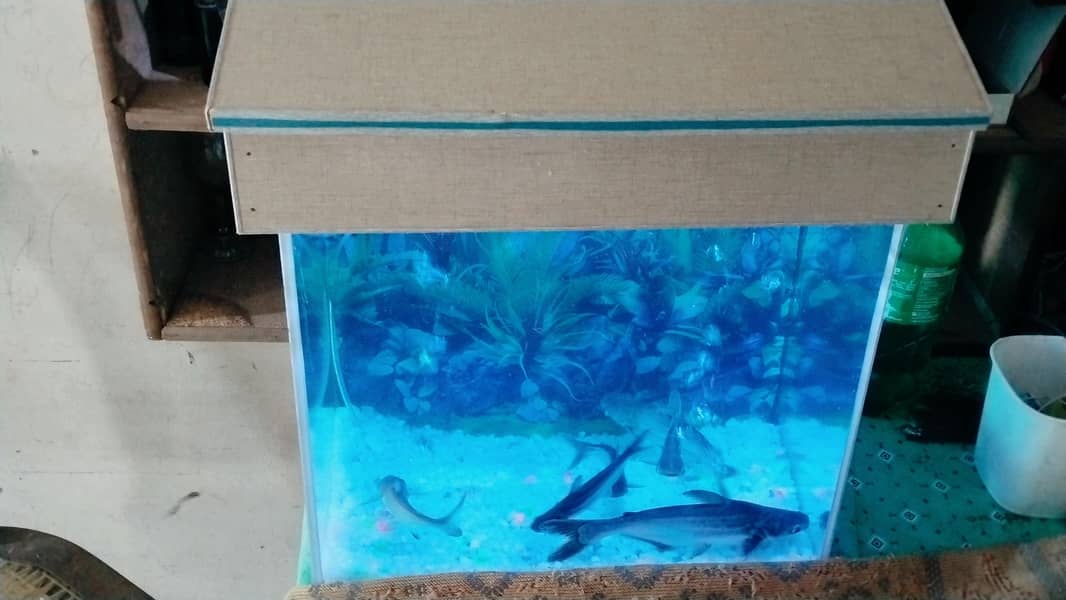 blue sharks 1