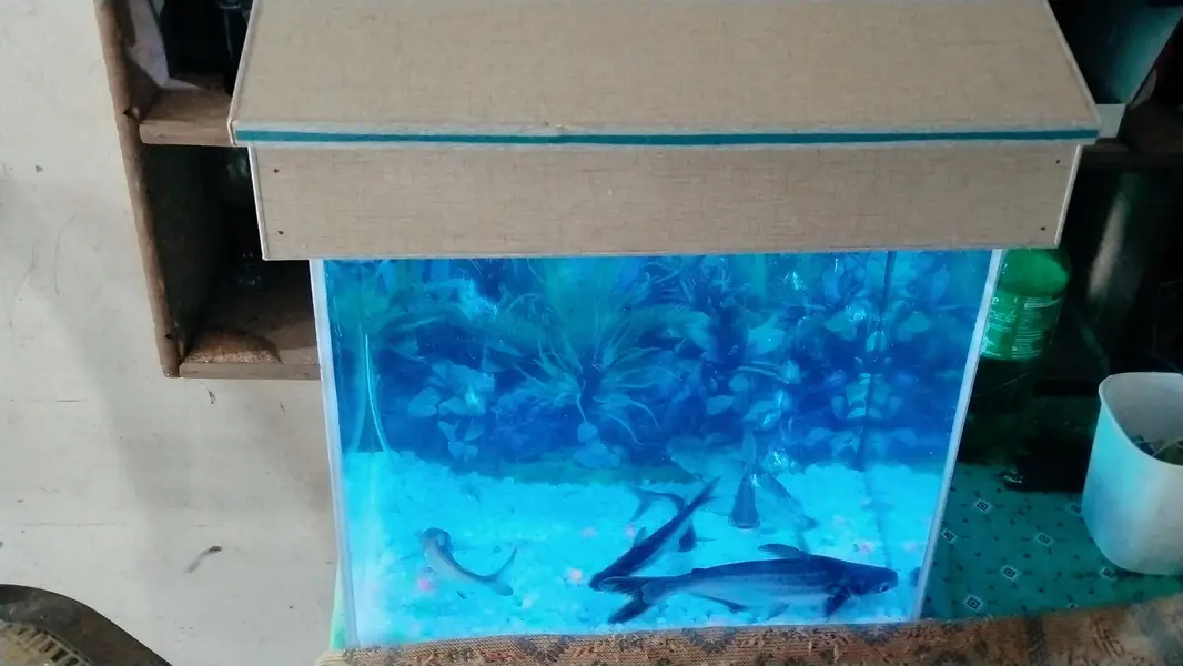 blue sharks — photo 2