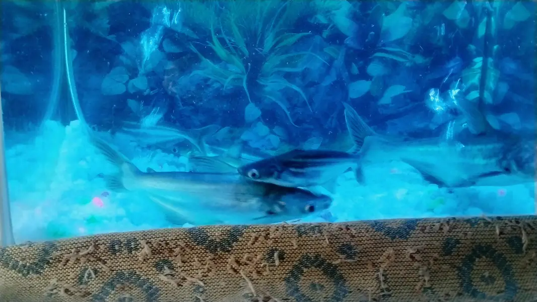 blue sharks — photo 3