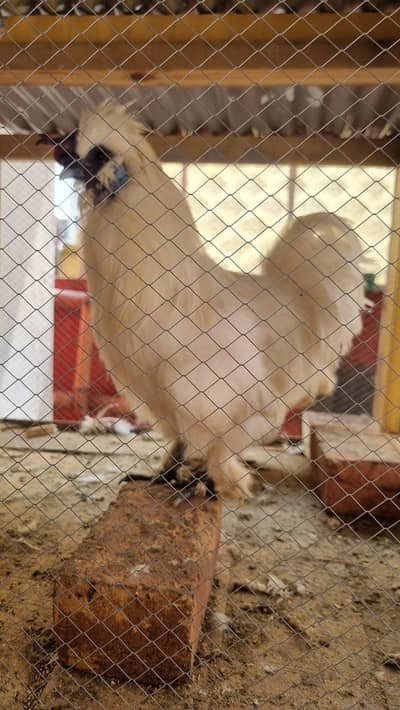 Silkie male white colour