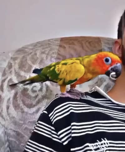 sun conure