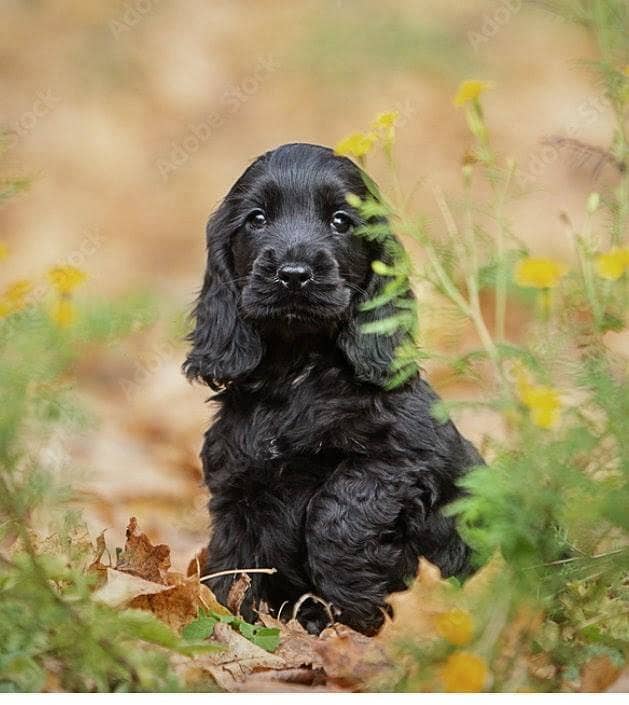show quality cocker spaniel 0