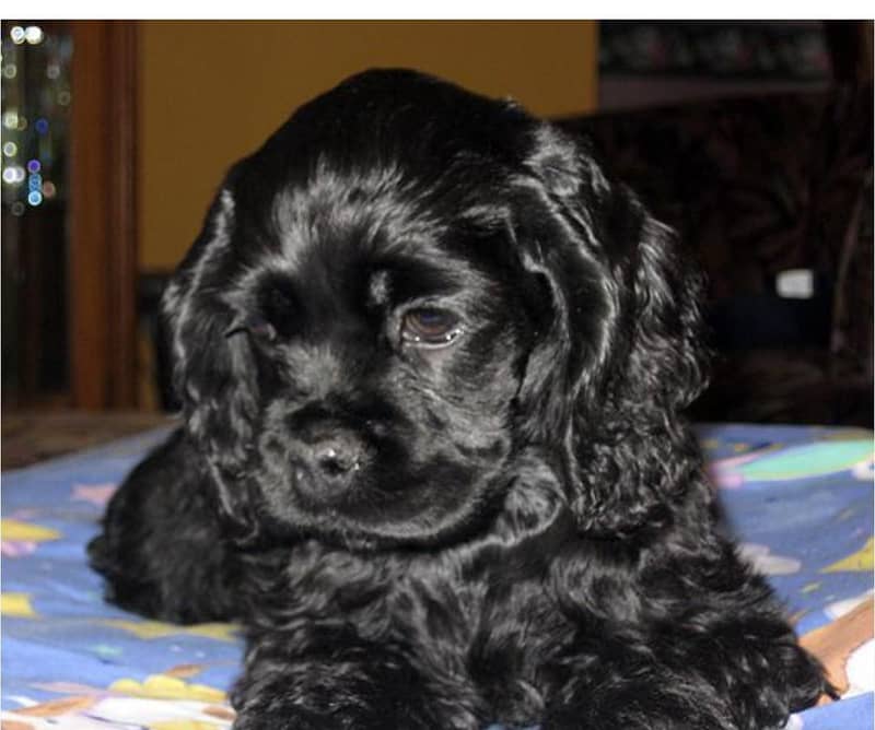 show quality cocker spaniel 1