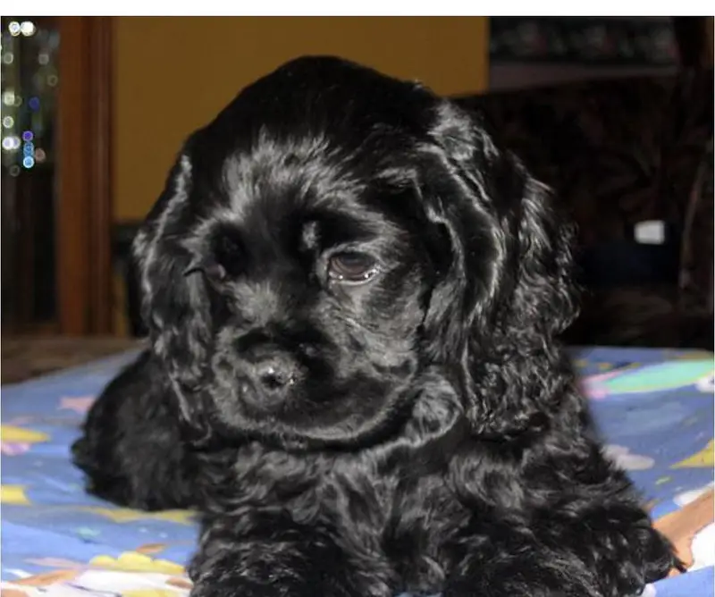 show quality cocker spaniel — photo 2