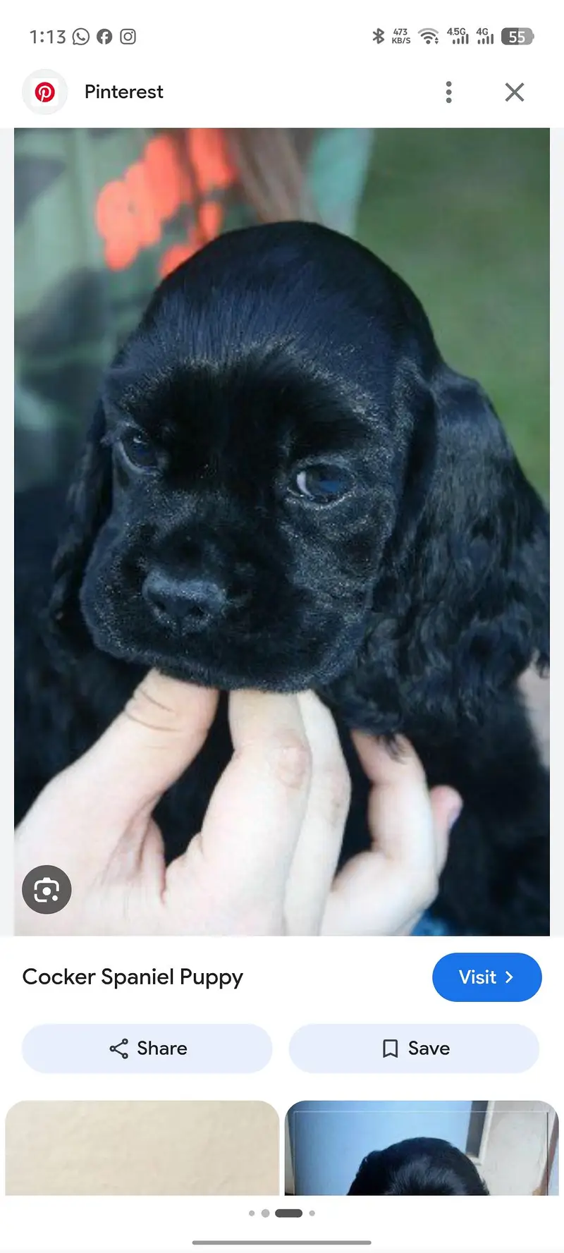show quality cocker spaniel — photo 3