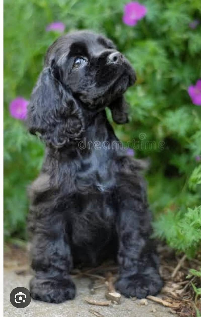 show quality cocker spaniel 3