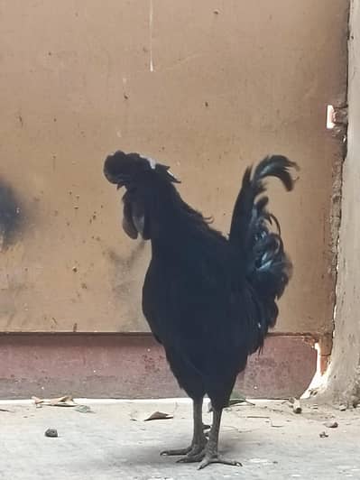 ayam Cemani