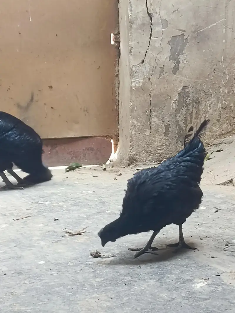ayam Cemani — photo 2