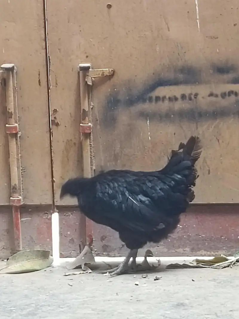 ayam Cemani — photo 3